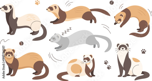 Cute Ferret Cartoon Collection with Different Poses Including Running Sleeping and Standing, Adorable Domestic Mustelid Animal Vector Illustration Set Isolated