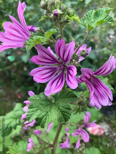 Malva sylvestris close up. Malva isolated in green leaves. Macro Shot of Common Mallow (Malva Sylvestris) with Lush Petals. Purple flower. 