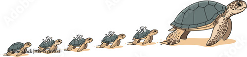 Stylized turtle growth progression illustration showing six stages from hatchling to adult for educational and vector design projects