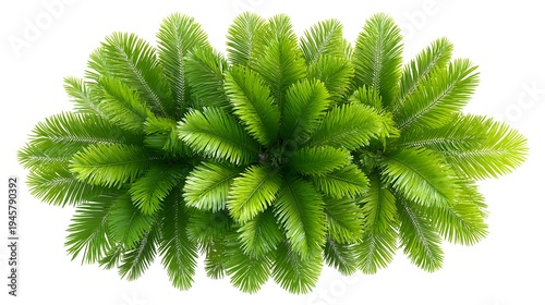 Top View of Lush Green Pine Branches Isolated on White Background.