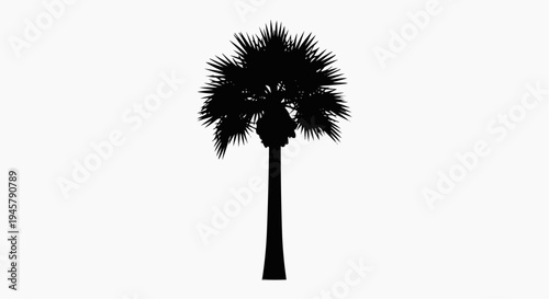 A tall palm tree with a dense crown of fronds standing alone