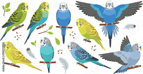 Budgerigar Parakeet Bird Collection with Various Colors and Poses, Cute Pet Parrot Vector Illustration Set with Feathers Branches and Seeds