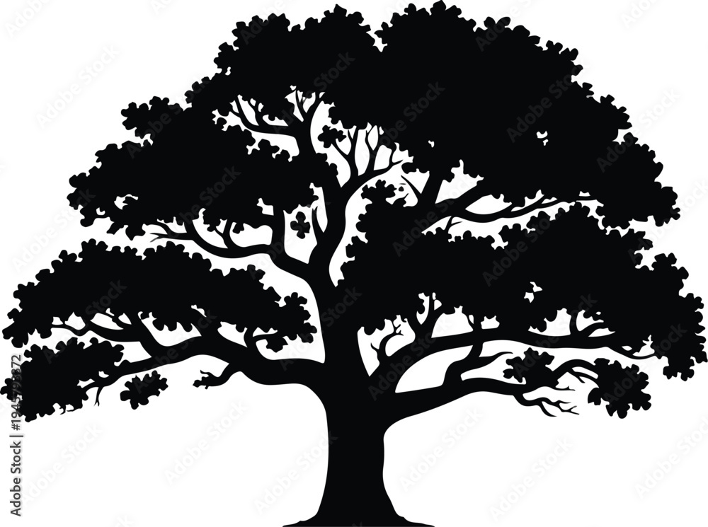 Fototapeta premium Large oak tree silhouette with detailed branches and leaves isolated on white background for nature and environment concept design