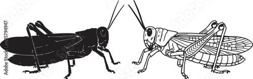 Black and white grasshoppers facing each other also transparent background insects detailed