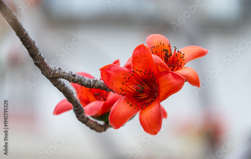 Branch of blossoming Bombax ceiba tree or Red Silk Cotton Flower
