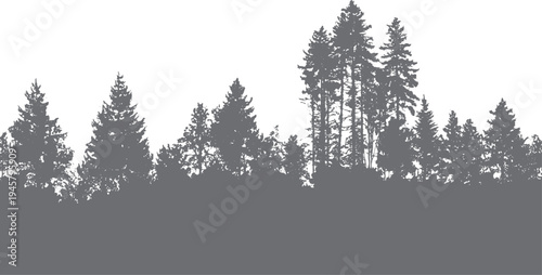 Dense evergreen forest silhouette against a white background trees pine
