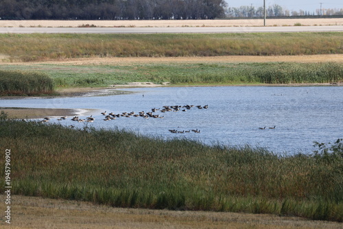 Bild auf Leinwand large gathering of Canada geese floating on shallow roadside pond in Autumn suns