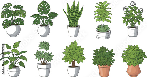Indoor Potted Houseplants Collection Featuring Monstera, Snake Plant, Succulent, and Decorative Green Plants for Home Decor and Botanical Design