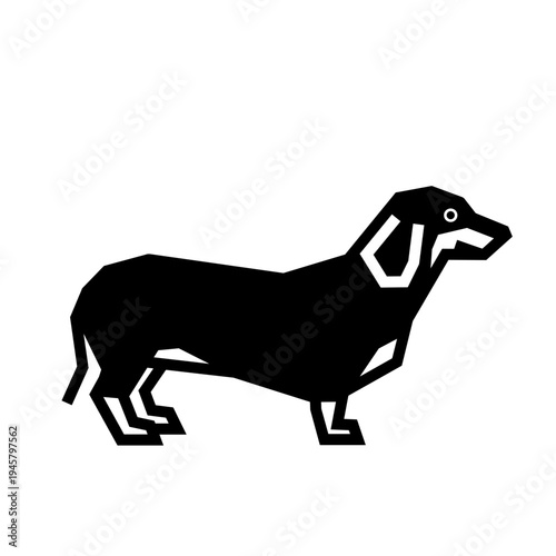 Dachshund 
