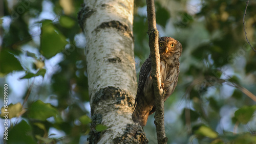Eurasian pygmy owl  in the forest