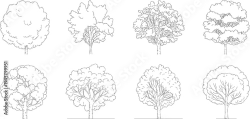 Eight detailed line of deciduous trees with varied canopy shapes and branch structures on a white background