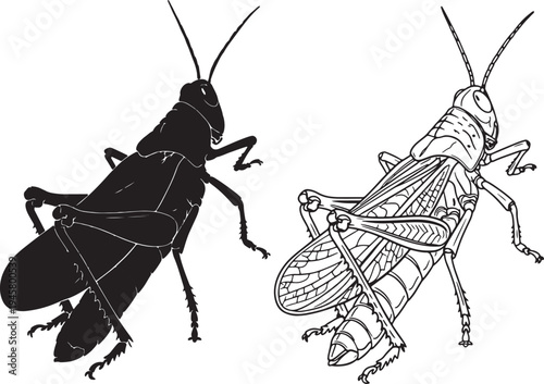 Two grasshopper one in black silhouette and one in detailed line also transparent background insect white