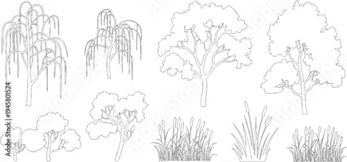 Collection of line of various trees and cattails in gray outline on a white background willow weeping