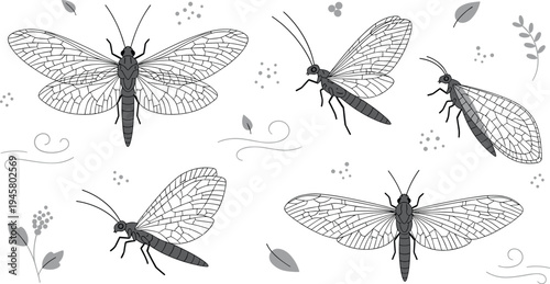 Mayfly Insect Vector Set with Detailed Wing Patterns Showing Different Flying Positions Nature Bug Illustration Collection Isolated on White Background