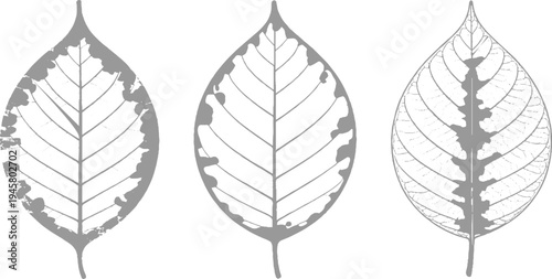 Three grey leaf skeletons showing different stages of decay and damage