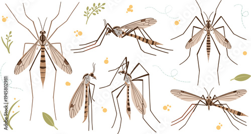Mosquito Insect Collection with Detailed Wings and Long Legs, Disease Carrier Bug Vector Illustration Set with Botanical Nature Elements Isolated