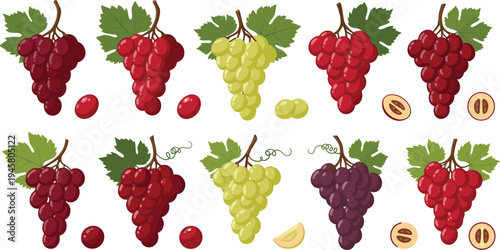 Grape Fruit Illustration Set with Red Green and Purple Grapes Bunch Leaves Seeds and Fresh Organic Fruit Collection