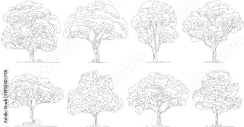 Eight distinct line of deciduous trees with detailed branches and leafy canopies set against a white background