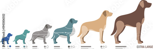 Dog Size Comparison Illustration Showing Small to Extra Large Dog Breed Growth Stages and Canine Size Chart