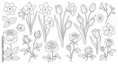 Collection of detailed black and white sketches showing various flowers like roses, tulips, daffodils, and leaves.