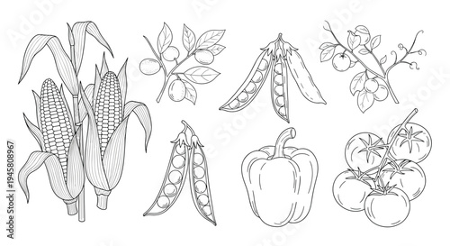 Detailed black and white sketches of various vegetables including corn peas peppers tomatoes and lemons on branches.