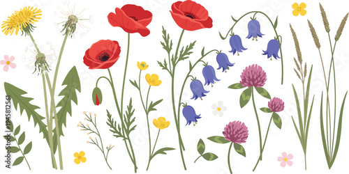 Wild Meadow Flowers Vector Set with Poppy Dandelion Bellflower Clover Grass and Botanical Spring Floral Illustration Collection