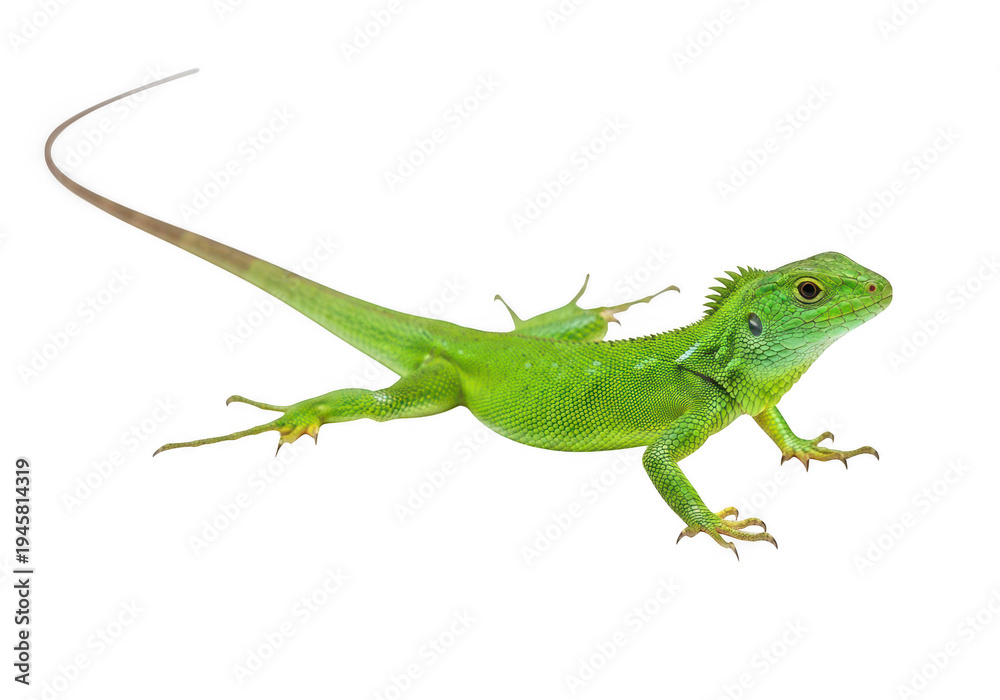 Fototapeta premium A bright green lizard standing on a flat surface with its body extended isolated on transparent background,png,PNG