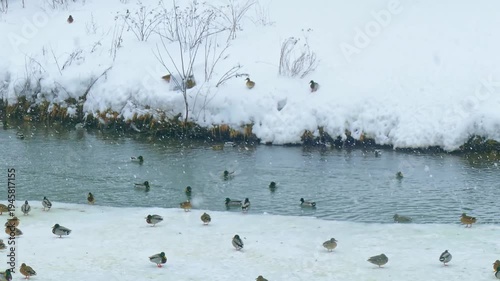 Two swans on the melting snowy shore of a pond freed from Ice lakers are resting after a long flight to their homelands