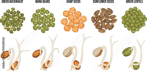 Vector illustration of various healthy sprouting seeds and legumes including green buckwheat mung beans hemp sunflower