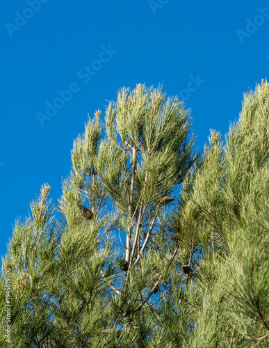 Top of Pitsunda pine Pinus brutia pityusa with long, green needles and several big pine cones, set against clear, bright blue sky. Close up. Nature concept for design