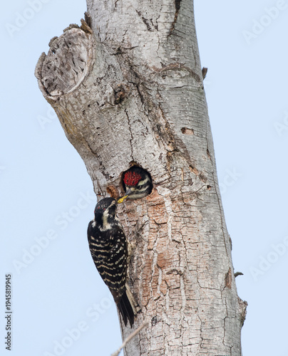 Female Nuttall's Woodpecker feeding chick 
