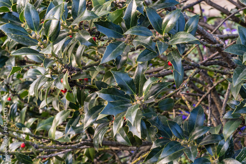 Close-up of glossy, spiny-edged green leaves  bush holly ilex aquifolium Argentea Marginatawith in surrounded by natural greenery and branches