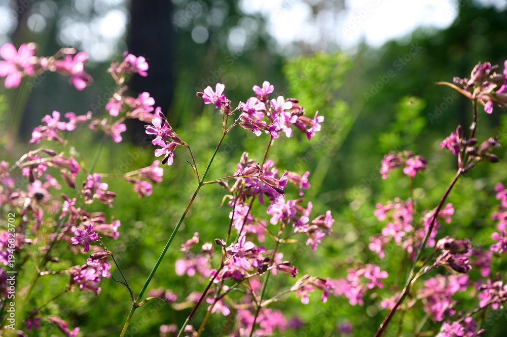 Obraz premium Pink flowers sticky catchfly lat (Silene viscaria) in wild.