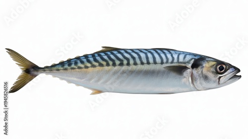 A detailed photograph of a single mackerel fish with blue wavy stripes on a white background seafood