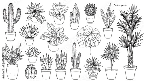 Hand-Drawn Vector Sketch Set of House Plants in Top View Including Cactus, Aloe, Monstera and Palm, Black Line Art Icons for Design Plans