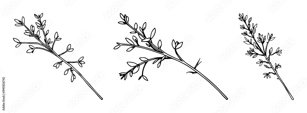Obraz premium Tarragon set with single weight line drawing sprig of fresh herb featuring culinary herb, minimalist, line art with white background and illustration
