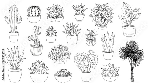 Hand-Drawn Vector Sketch Set of House Plants in Top View Including Cactus, Aloe, Monstera and Palm, Black Line Art Icons for Design Plans