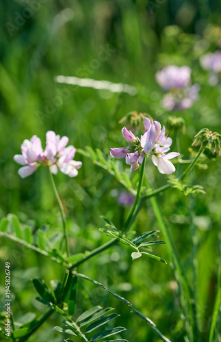 Tableau sur toile Close up fo blooming flowers of Securigera varia, commonly known as Crown Vetch