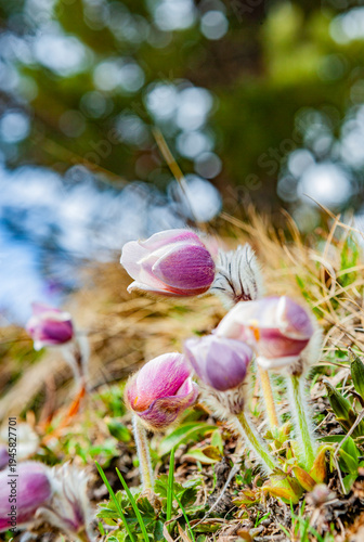 Küchenschelle in einer Bergwiese in den Alpen