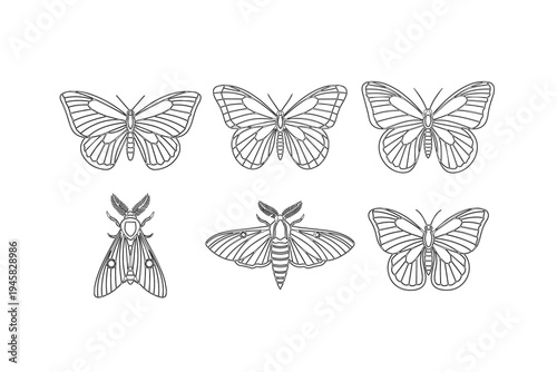 Illustrations of diverse butterflies and moths with distinct wing patterns