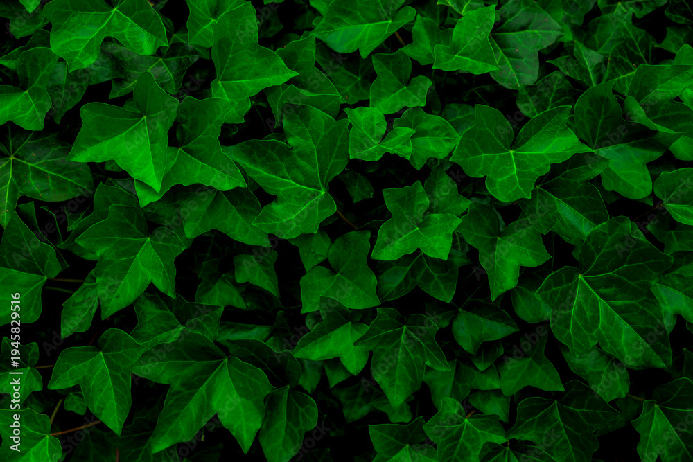 Fototapeta premium Green ivy leaves Foliage as background Spotted cow in a pasture