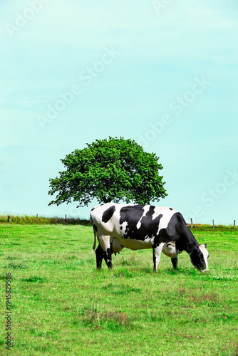 Pie-baked cow in a pasture