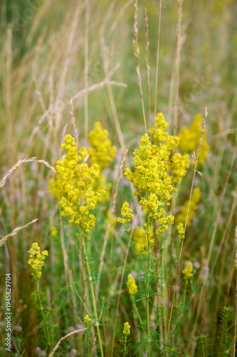 Closeup yellow flowers of lady's bedstraw (Galium verum).