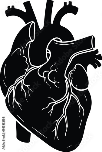Anatomical heart illustration, black and white medical drawing, detailed human heart arteries veins, educational anatomy artwork, scientific diagram, artistic renderin