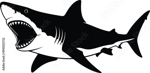 Black and white vector illustration of a powerful great white shark with open jaws isolated on a plain white background