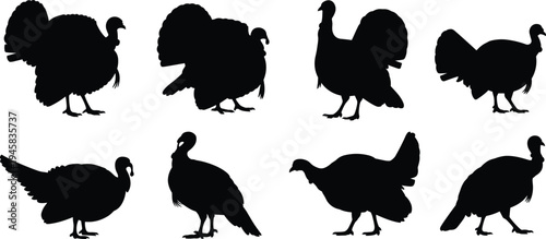 Turkey Silhouette Vector Collection Featuring Wild Tom and Hen Poultry Icons Isolated on White Background for Thanksgiving Design
