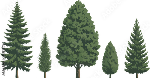 Evergreen tree vector set with pine spruce and fir species for forest landscapes mountain scenery and holiday