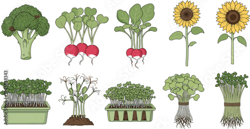 Vegetable and Plant Growth Set with Broccoli, Radishes, Sunflowers, and Microgreens for Gardening Illustration