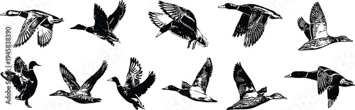 Duck flight silhouette collection, black and white vector illustrations, flying bird icons, avian motion artwork, feather detail, wildlife design graphics