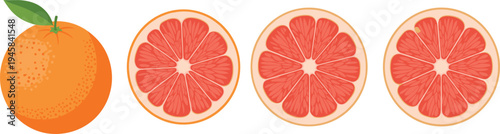 Orange and grapefruit citrus fruit set, whole and half slices vector illustration, organic food symbols isolated on white background, fresh.